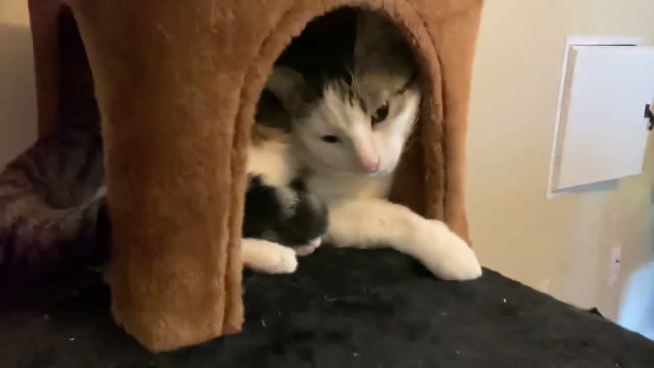 Lil Chonk doesn't know how big he is.