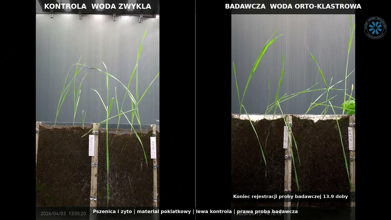Pszenica i żyto — porównanie wyników z raportu SGGW