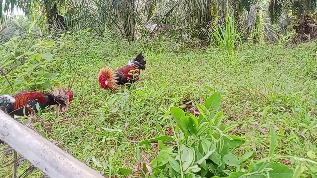 Poin lagi si tua,,,ori muda sgt ganas,,,main boom