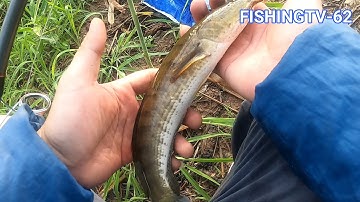 Câu cá lóc Tân Phú Đông - Tiền Giang Tập 1 - Cần thủ nghiệp dư | FISHINGTV-62 | #caloc62-03