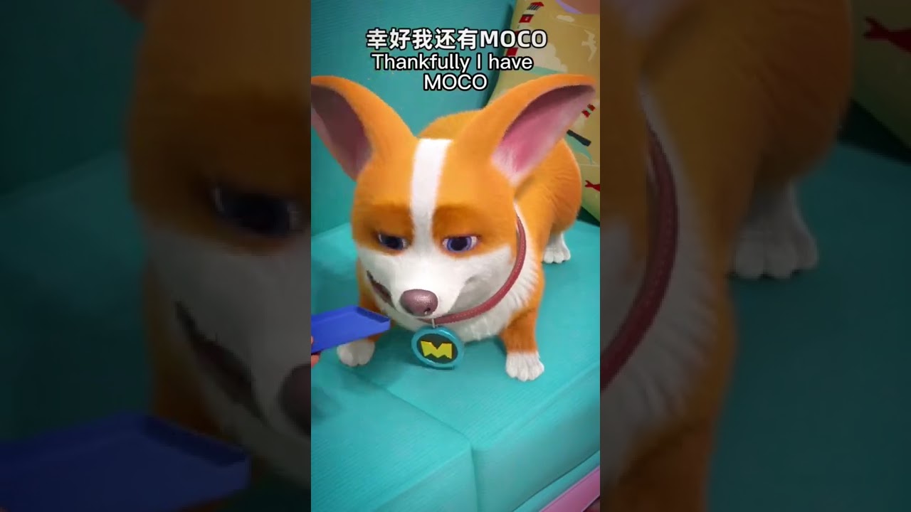 😇😇Moco dog Funny moments 