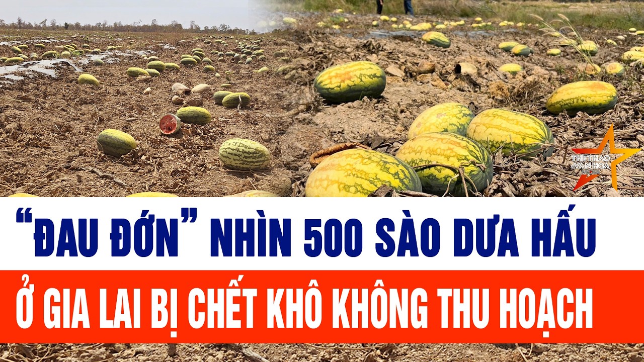 “Đau đớn” nhìn 500 sào dưa hấu ở Gia Lai bị chết khô không thu hoạch