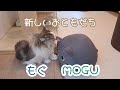 愛猫もぐが同じ名前のMOGU クッションと初対面！その結果がこちら♪