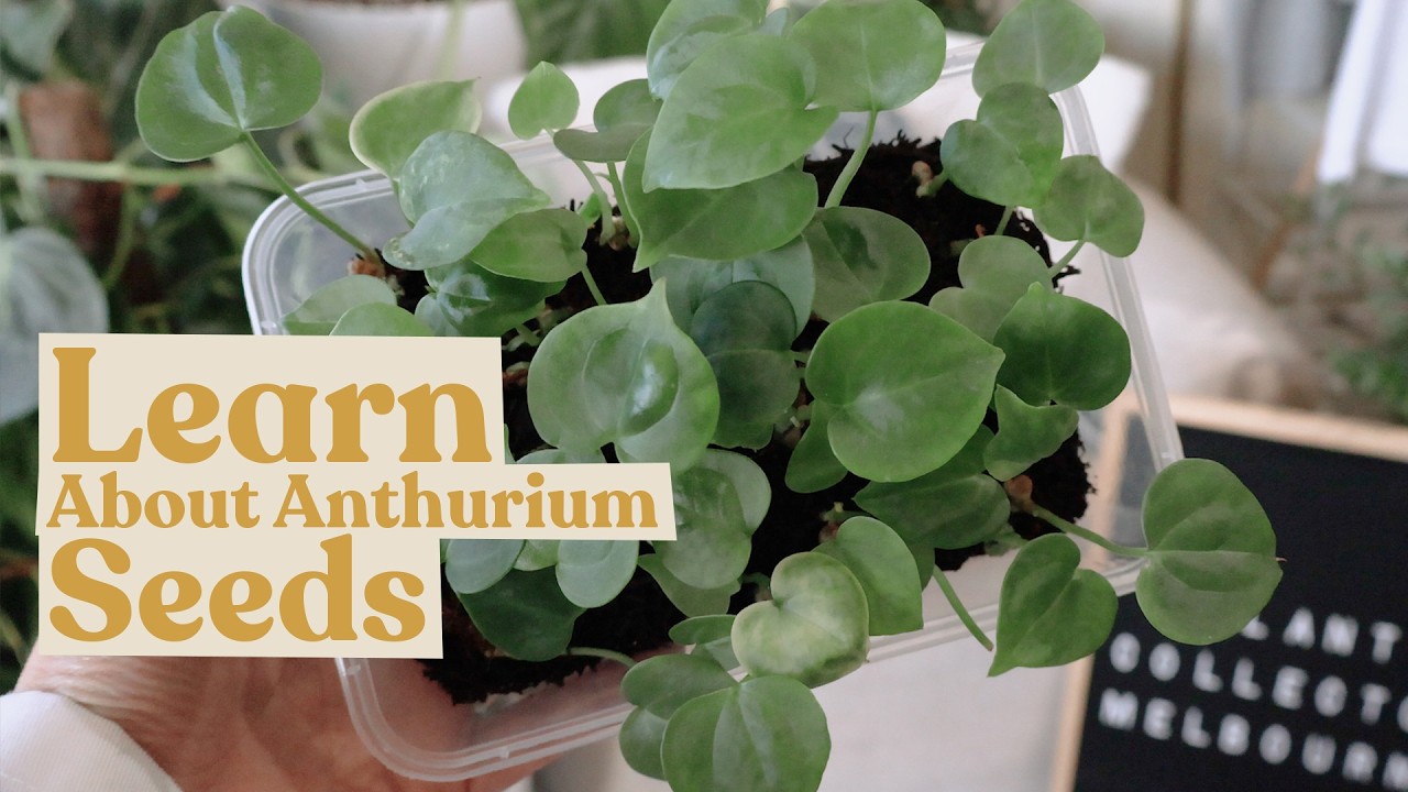 Learn How to Grow Anthurium Seeds | Plant 101