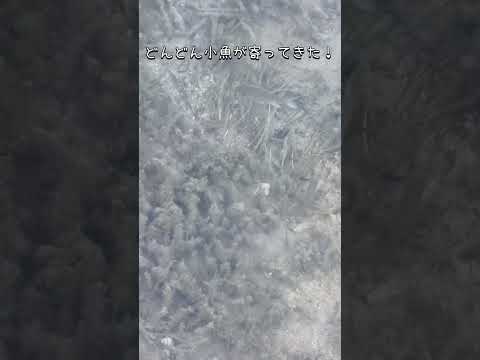 【バス釣り】謎魚の貴重な捕食の瞬間♪#バス釣り#魚 #捕食