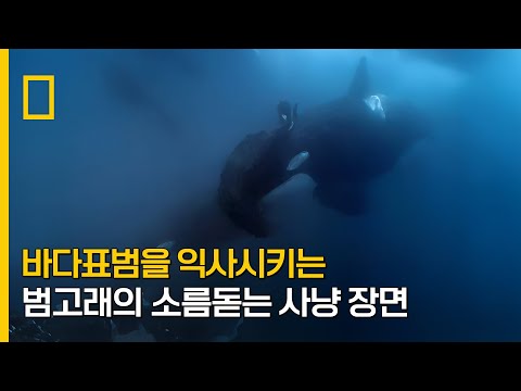 바다표범을 익사시키는 범고래의 소름돋는 사냥 장면