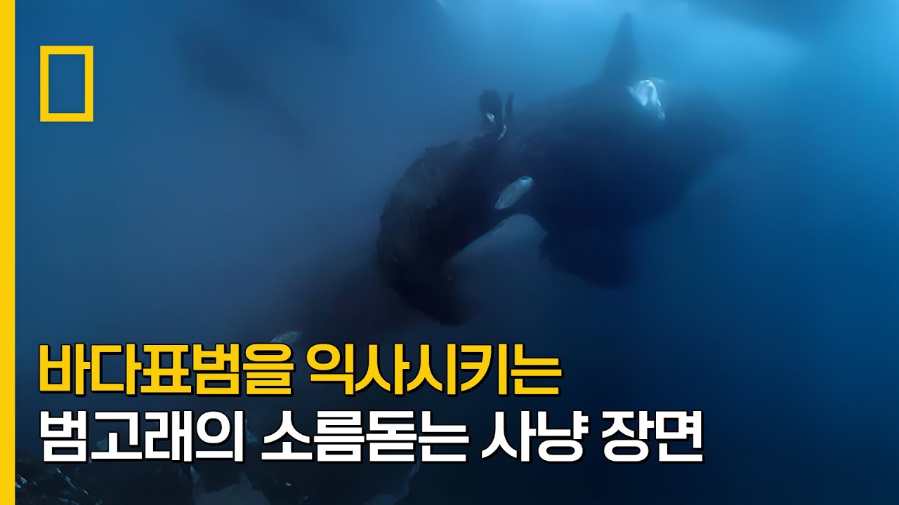 ⁣바다표범을 익사시키는 범고래의 소름돋는 사냥 장면