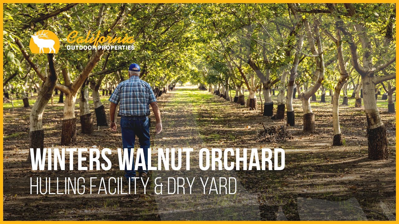 Winters Walnut Orchard | Winters, California