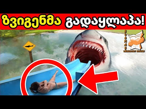 ზვიგენების 10 ყველაზე საშინელი თავდასხმა ადამიანებზე