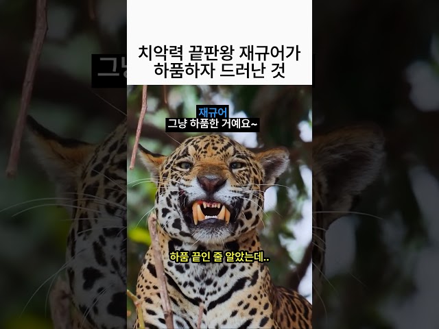 치악력 끝판왕 재규어가 하품하자 드러난 것 ????