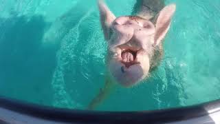 Staniel Cay Yacht Club - The Bahamas