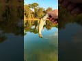 Bass start for 2024