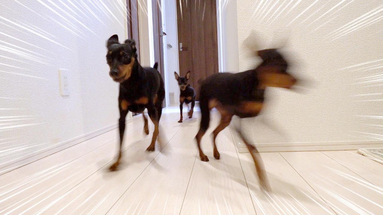仕事に行ったはずの飼い主が実は隠れているドッキリをしたら笑いと感動