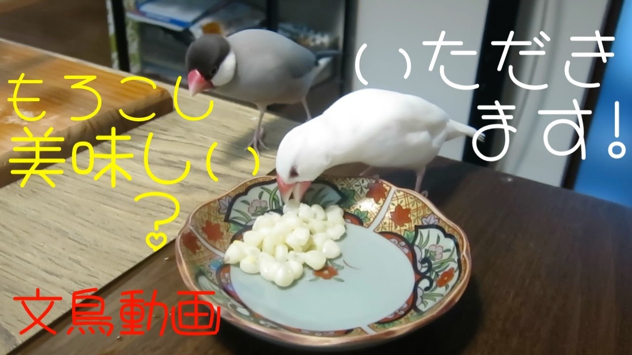 桜文鳥＆白文鳥 季節外れの冷凍とうもろこし美味しいかな？ 文鳥動画