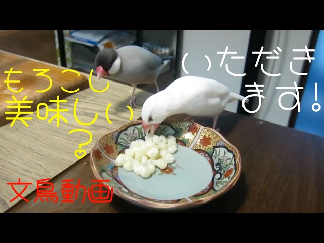 桜文鳥＆白文鳥 季節外れの冷凍とうもろこし美味しいかな？ 文鳥動画