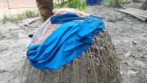 Saib seb puas yog qaib dib nawb