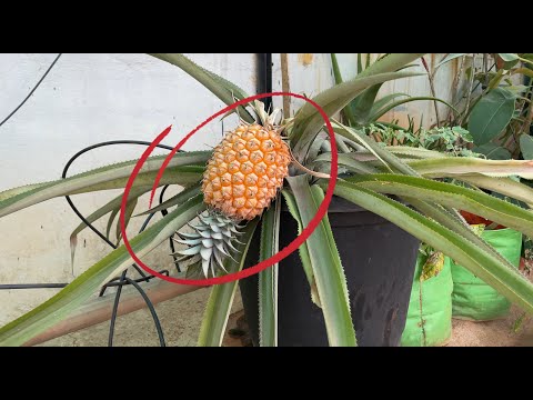 Video: Informații despre copaci cu mături de ananas - creșterea și tăierea arborilor de ananas din Maroc