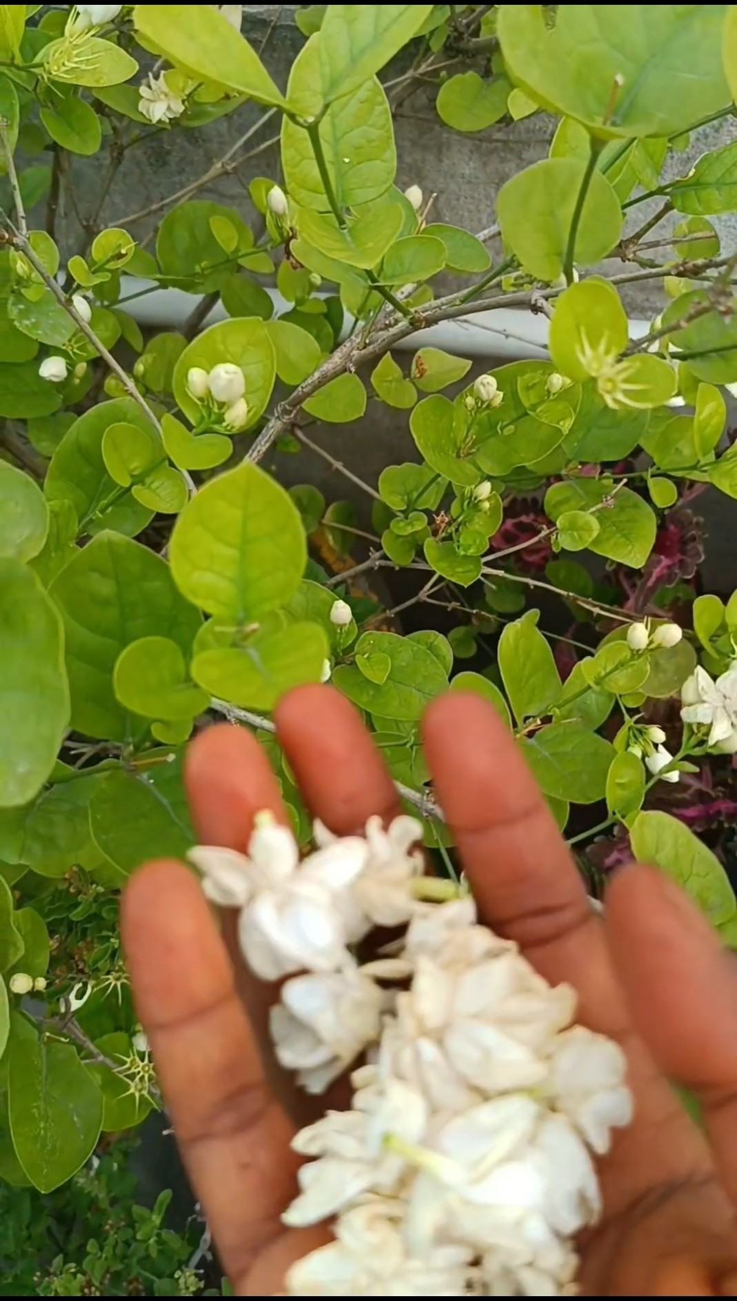 🌼 मेरा बगीचा 🌸 - ShareChat