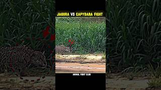JAGUAR AND KILL CAPYBARA FIGHT 🦫☠️II #animals #shortsfeed #viralshort