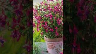 Fuchsias (Basic Information) | Where to plant, hardiness, care etc. #Shorts