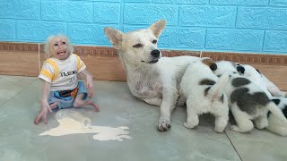 Baby monkey Su cry and only wants to drink milk from mother dog