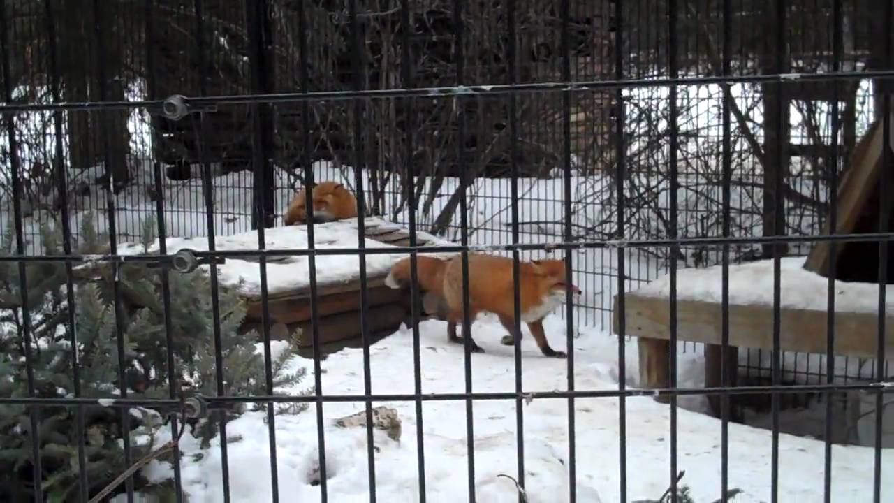 red fox at the AK zoo.