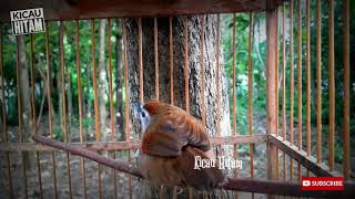 Pancing Tepus pipi perak  gacor bunyi