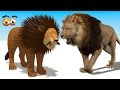 CUBE BUILDER for KIDS (HD) - Build a Lion for Children - AApV