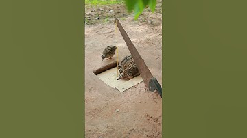 Wow! Best bird trap easy - quail trap #shortvideo #shorts #youtubeshorts