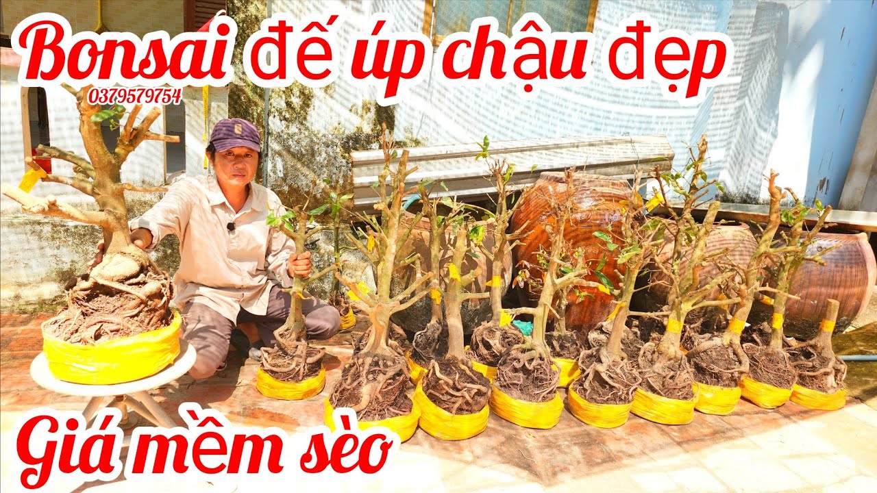 3/3 a Thiện 0379579754 phôi mai bonsai đế úp chậu víp giá rẻ|MaivàngThanhTâm