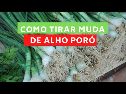 Vídeo: Como Cultivar Mudas De Alho-poró E Aipo