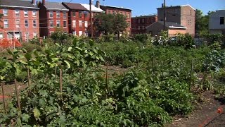 Growing Healthy Habits in Trenton Community Gardens