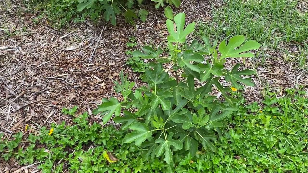 My First Figs Of The Year...Hot Humid Florida zone 9B 100 chill hours 5