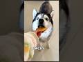 Jeder bekommt seinen Keks – wer ist dein Favorit?🐶🐾🤤#shorts
