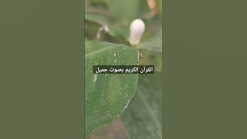القرآن الكريم بصوت جميل #قرآن #اكسبلور #تيك_توك #اكسبلورر
