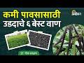 Urid Varieties: एल निनोच्या परिस्थितीसाठी उडदाचे सुधारित वाण कोणते? | Agrowon