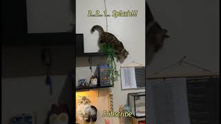 Cat Fails: Mission Impossible Edition#cat #funny #memes