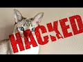 Mico kitty was hacked