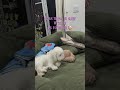 Cutie Minks Maltipooshorts Puppy Maltipoopuppies Maltipoodog Puppylife Puppylove 