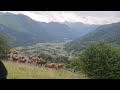 Valle dossau  transhumance