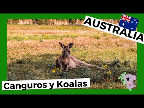CANGUROS en AUSTRALIA,