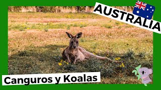 CANGUROS en AUSTRALIA, como nunca se han visto (y koalas) 🦘 Animales de Australia