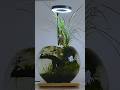 No Filter Walstad Aquarium Bowl | Diy Aquascape