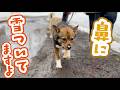残された小さい冬を満喫する、チャーリー