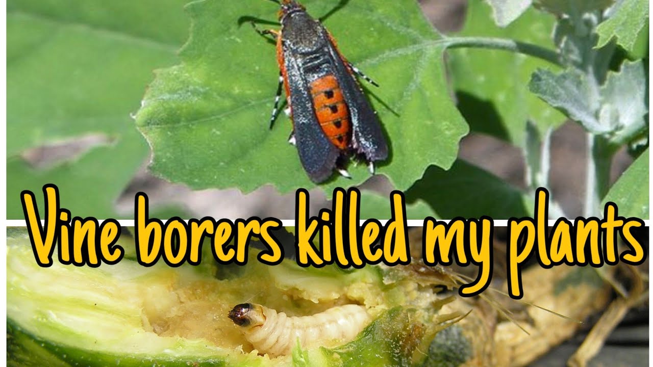 Squash Vine borers killed my plants! YouTube