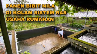 Download Lagu HARVESTING NILE FRY IN A RAS SYSTEM POND - A PROFITABLE HOME BUSINESS MP3