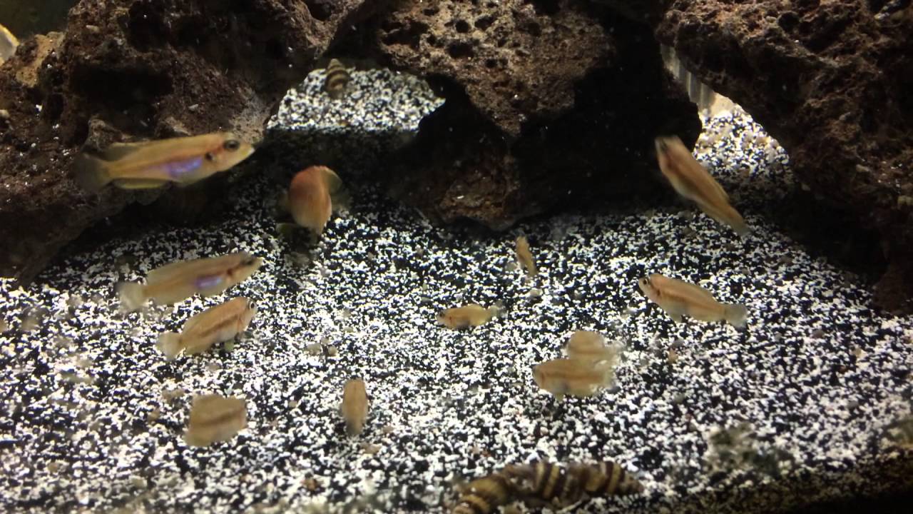 Lamprologus Ocellatus "Gold" YouTube