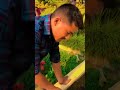 माछा कति धेरै Dream garden