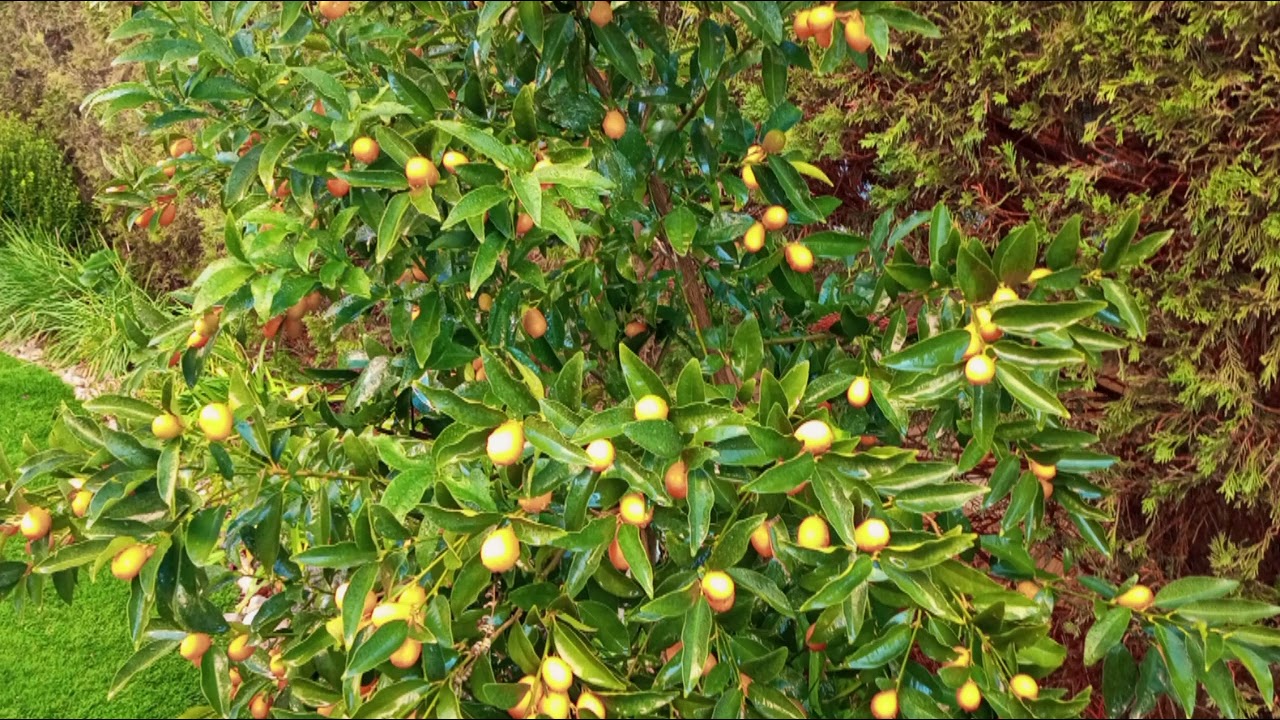 البرتقال الذهبي/Kumquat/شجرة الكيموكوات/البرتقال الياباني/طريقة العناية و الإكثار