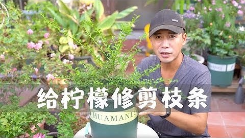 手指檸檬哪裡買